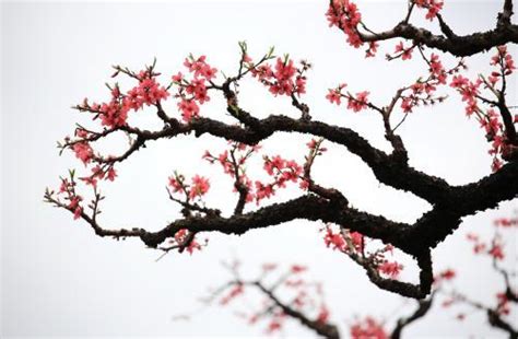 桃花旺的人|八字中带桃花的人特点 一生都带桃花的八字